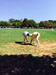 Zes CC v Pimlico Strollers CC (Corfu, 13 September 2015)